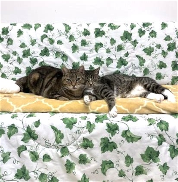 /Images/uploads/Friends of Seal Beach Animal Care Center/2025sbacc/entries/32098thumb.jpg